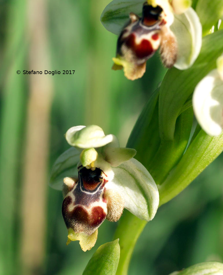 Ophrys umbilicata Desf. subsp. umbilicata [(=O. carmeli) Israele]